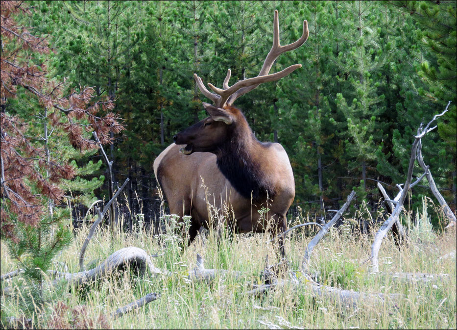Yellowstone National Park