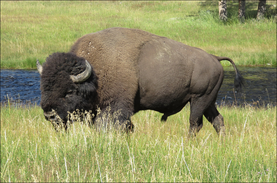Yellowstone National Park