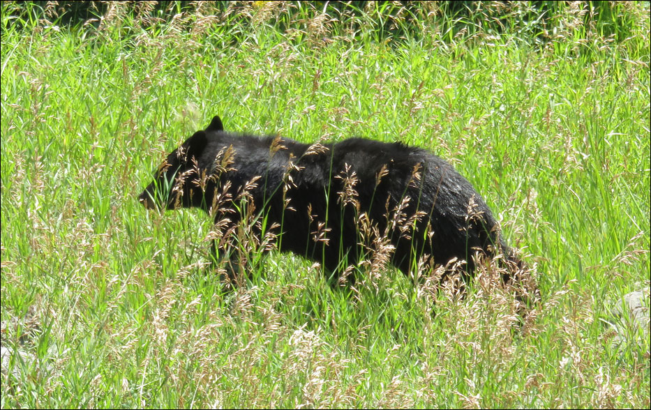 Yellowstone National Park
