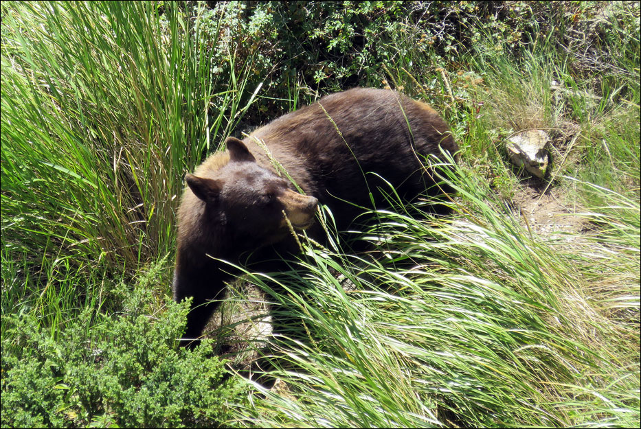 Yellowstone National Park